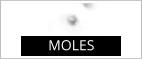 MOLES