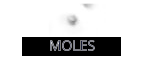 MOLES